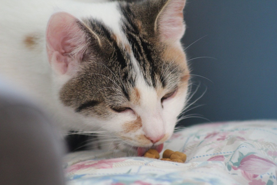 Getreidefreier Katzensnack – Füttern für eine ausgewogene Ernährung