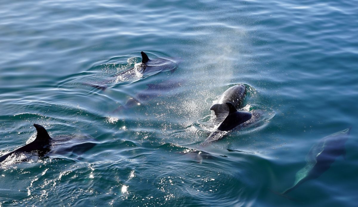 Delfine werden gejagt und getötet – Aber warum?